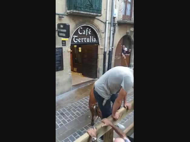 Una vaca navarra entra en un bar de Laguardia