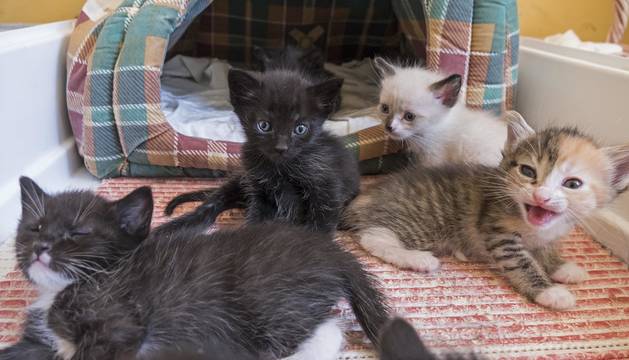 Imagen de los gatos acogidos durante estos días en el refugio que gestiona Egapeludos en Estella.