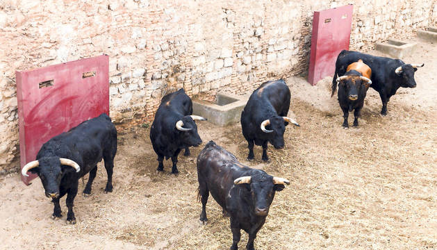 Los toros de la ganadería de La Palmosilla, en la imagen, llegaron ayer por la mañana a los corrales del encierro.