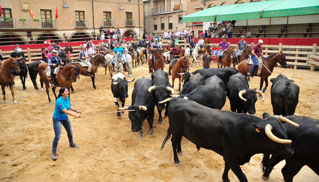 Toros y vacas, en la Plaza de los Fueros, tras ser conducidos por las calles de Larraga por los caballistas.