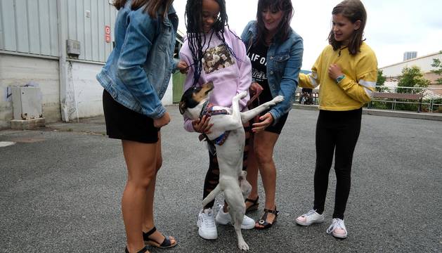 Los protagonistas caninos de la Fundación Protectora de Animales de Pamplona