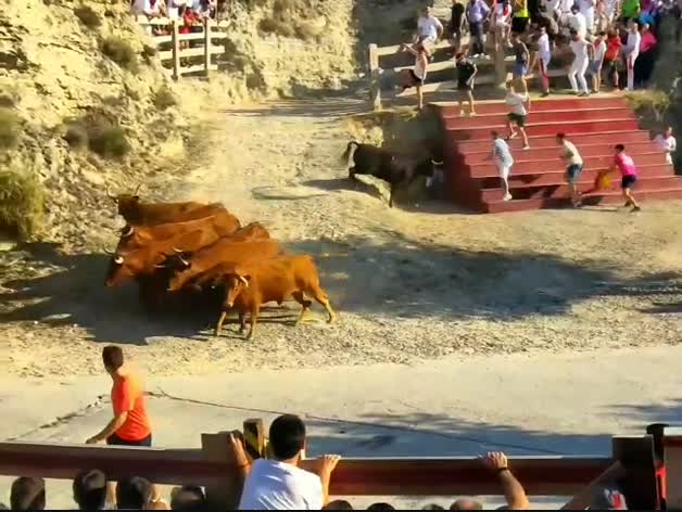 Vídeo del encierro de fiestas de Arguedas del 4 de agosto
