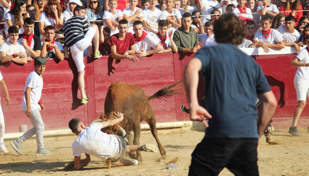 Un mozo trata de escapar de la embestida de una vaquilla tras la suelta posterior al segundo encierro.