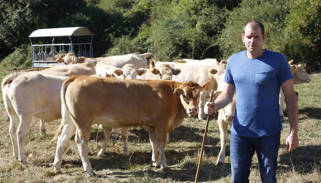 Gonzalo Palacios Samper, ganadero de 39 años y vecino de Izal (valle de Salazar), con sus terneras en un pasto.