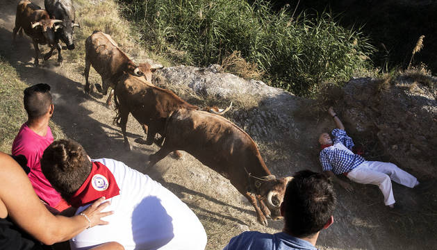 Las diez reses de Cárcar, que descendieron los 800 metros del recorrido a toda velocidad, dejaron decenas de mozos caídos a su paso.