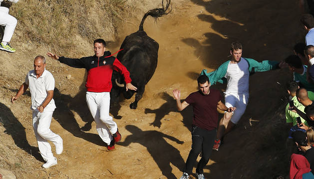 Varios mozos tratan de sortear a una de las vacas en el último descenso del Pilón de Falces.