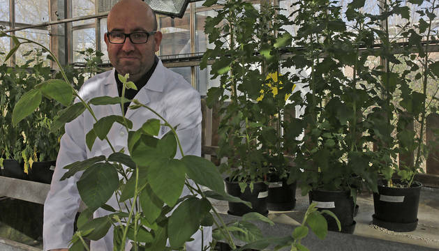 Iker Aranjuelo, fotografiado en el invernadero del Instituto de Agrobiotecnología donde se hacen algunas investigaciones.