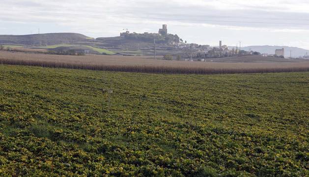 Plantaciones de la cooperativa de Artajona en las inmediaciones del pueblo con la localidad al fondo.