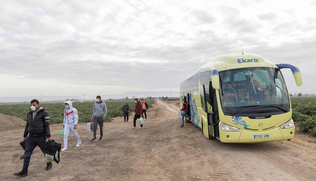 Los temporeros se apean del autobús guardando la distancia de seguridad. Han viajado con mascarilla y se disponen a recoger alcachofa de Tudela.