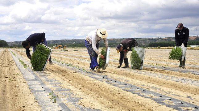 Foto de plantación de tomate para industria en un campo en el término de 'Soto Alto' en la localidad ribera de Funes.