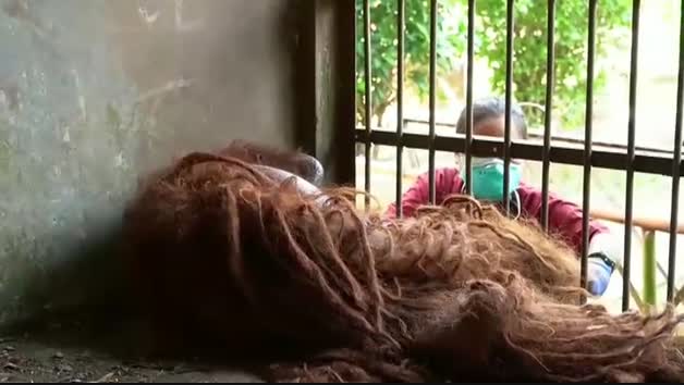 Rescatados de una muerte segura dos orangutanes en Indonesia