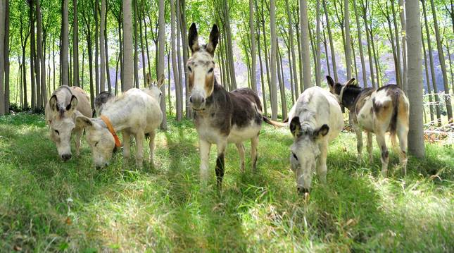 Foto de los burros que han llegado a la zona del Territorio Visón en Falces.