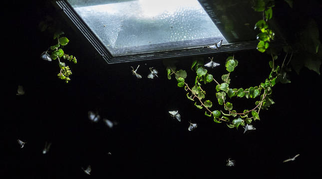 Varios ejemplares de polilla del boj volando ayer cerca de un foco en Huarte. Como muchos otros insectos, se sienten atraídos por la luz.
