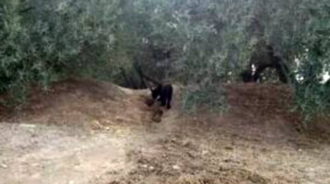 Primera foto de la pantera en Granada