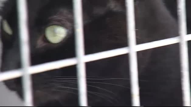 Vídeo: La pantera de Granada podría ser sólo un gato doméstico