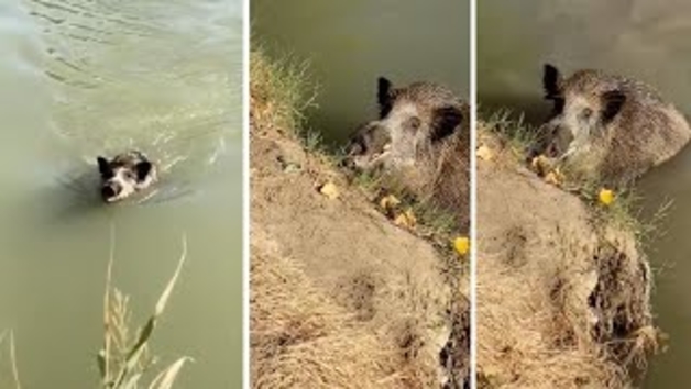 El ataque de un jabalí a dos pescadores en Falces