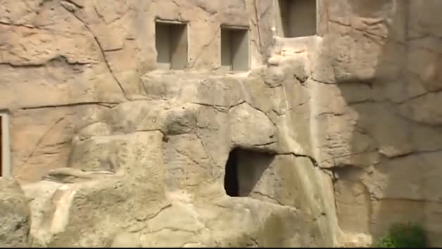 Herida grave una cuidadora del zoo de Madrid tras ser atacada por un gorila