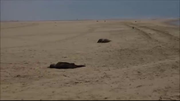 Hallan 7.000 focas muertas en las costas de Namibia