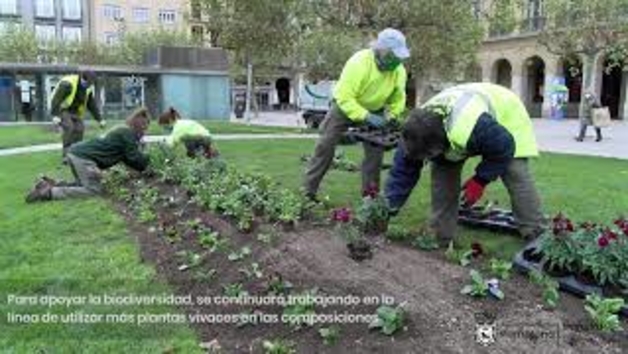 Vídeo de la plantación en Pamplona de bulbos y plantas en jardines y parterres