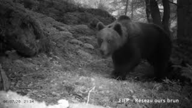 Imágenes de osos machos tomadas en el Pirineo francés