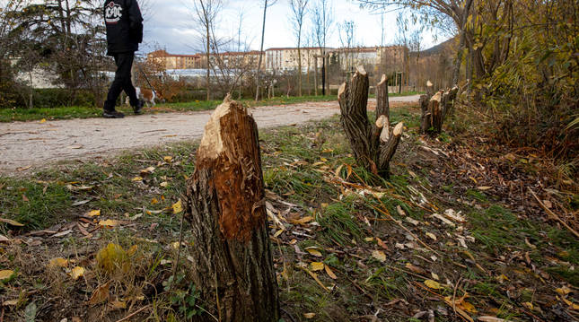 Aspecto que presentan los árboles de la orilla del río Arga, en la zona de Aranzadi, junto a Alemanes.
