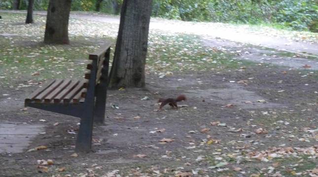 Fotos de la nueva fauna que se abre paso en Pamplona