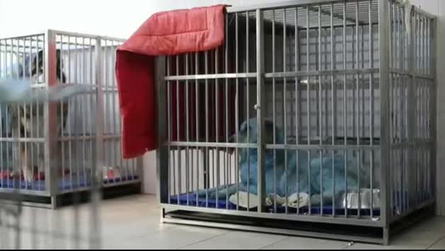 El misterio de los perros azules rusos