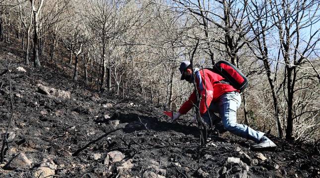 Las causas del incendio que se originó en Bera y que ha calcinado 1.800 hectáreas en Navarra, Guipúzcoa y Francia están siendo investigadas por la Policía Foral para determinar si el fuego ha sido fortuito o provocado, aunque parece que la actividad humana está detrás.