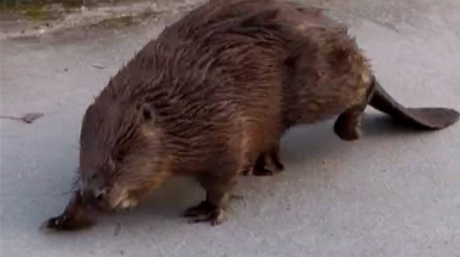 El castor fue grabado a la altura del puente nuevo del barrio