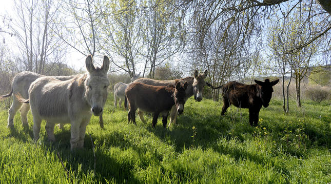 Los diez burros permanecerán en el Territorio Visón de Falces hasta el próximo mes de octubre.