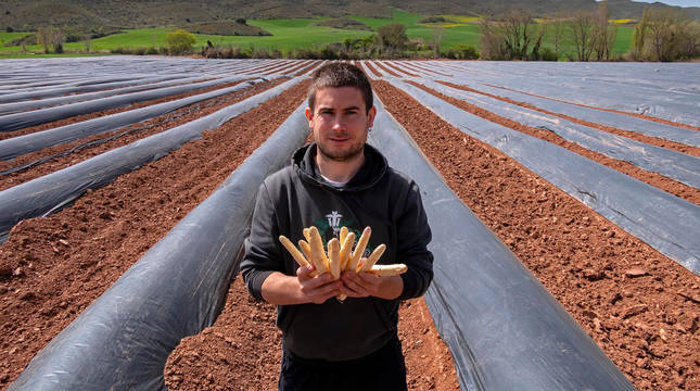 El agricultor de Nazar (Tierra Estella) Javier de Acha Morrás, de 30 años, muestra los primeros espárragos de una de sus parcelas, ubicada en Mues.
