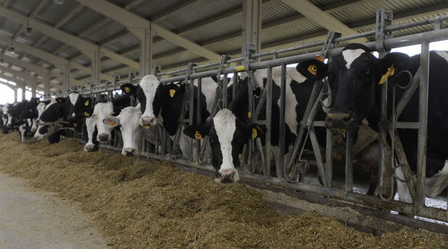 El elevado número de animales que alberga la granja ha levantado numerosas críticas y cuestionado su bienestar.