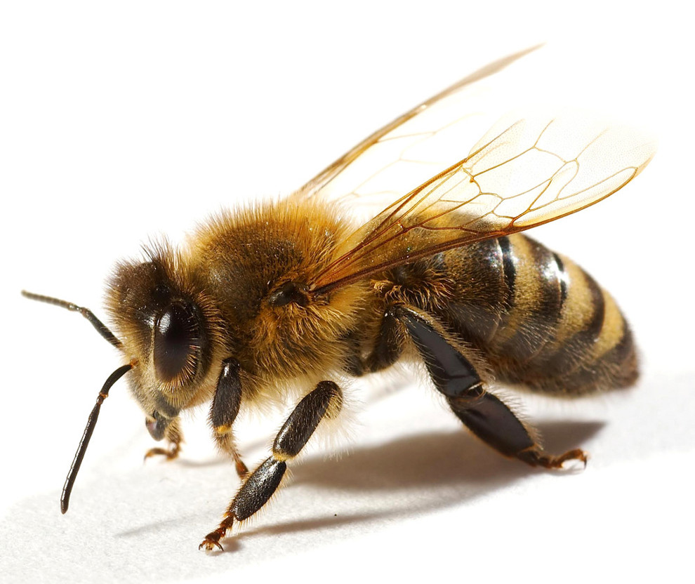 Honey bees continue to worry scientists Noticias de
