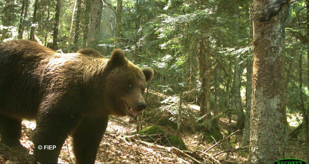 solteros de El oso