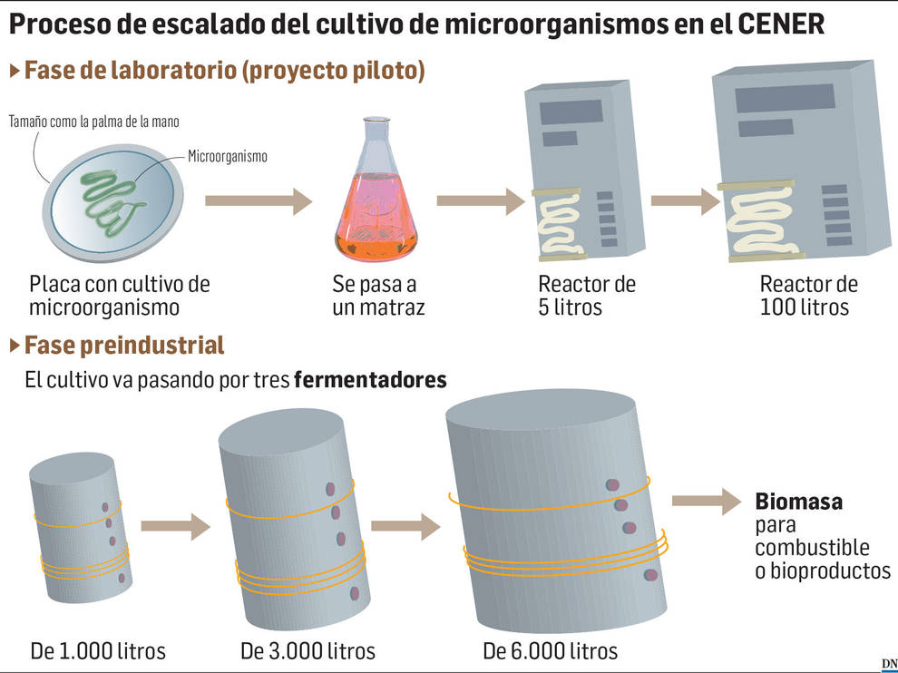 Investigan en Navarra cómo engordar cultivos de algas para producir biodiésel Investigan en Navarra cómo engordar cultivos de algas para producir biodiésel