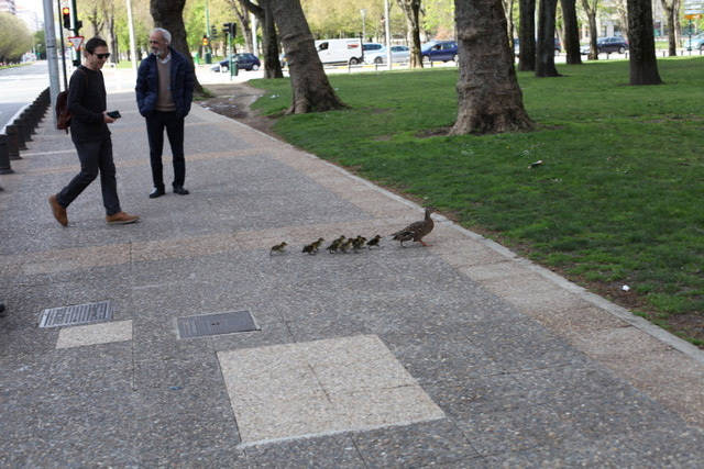 Patos en medio de Pamplona