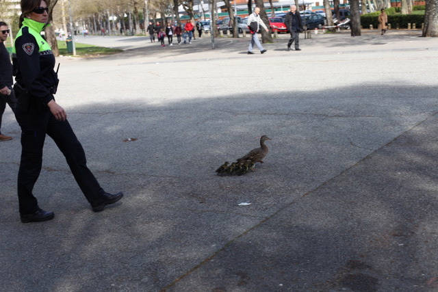Patos en medio de Pamplona
