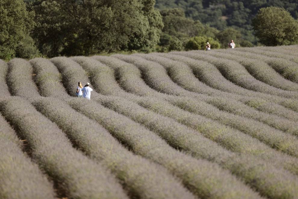 Lavanda 2