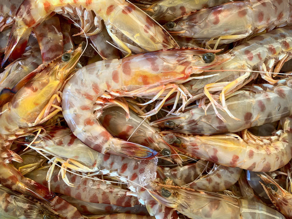 Fotografía de productos del mar en Terres de lEbre