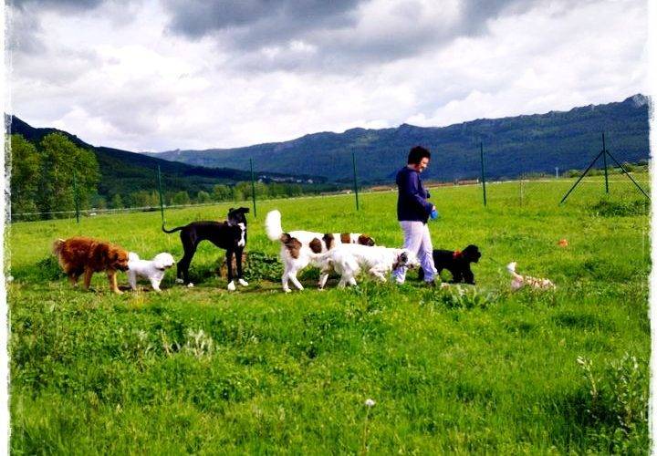 Fotografía de la Residencia canina Basajaun.