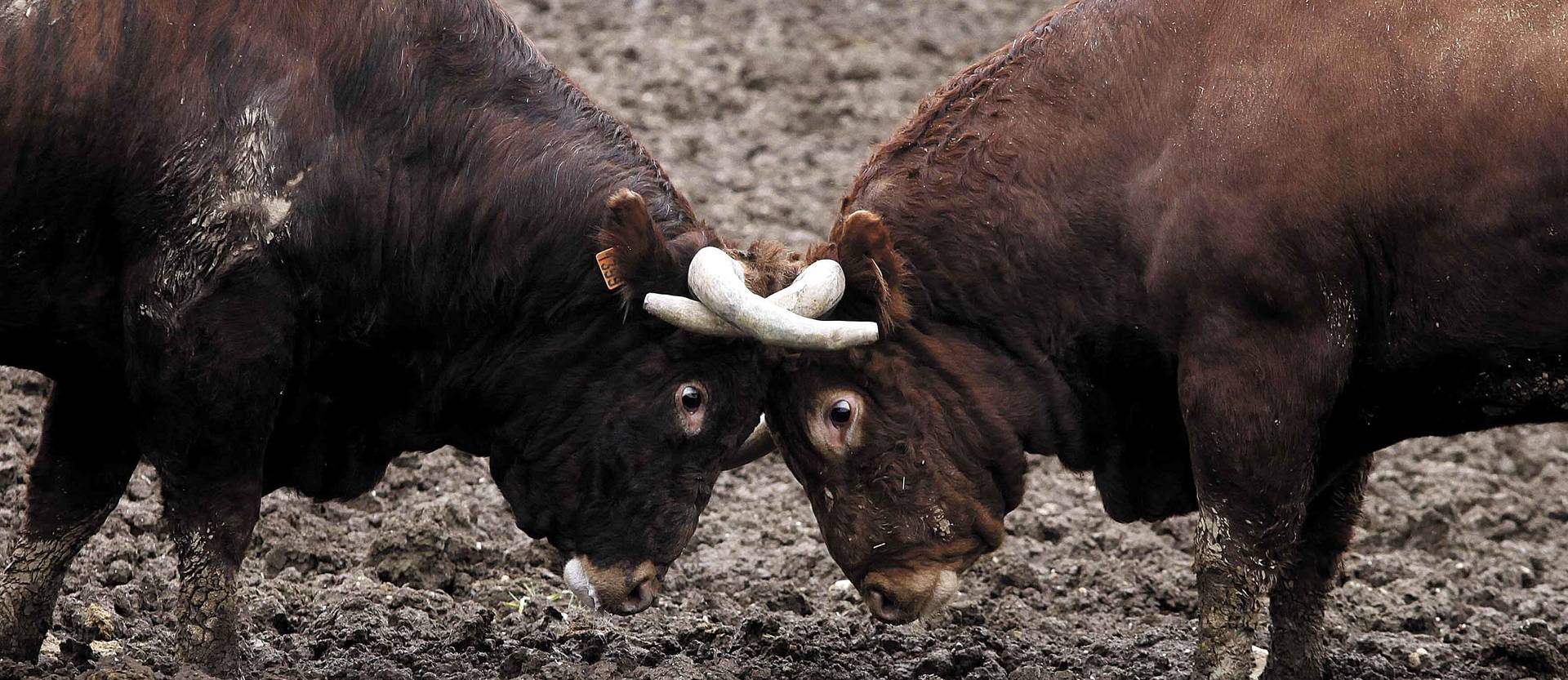 Foto de pelea con astas enfundadas de dos toros bravos del hierro Reta Casta Navarra. Estos animales viajarán el 18 de julio a la lidia que se celebrará en la plaza de Céret (Francia)