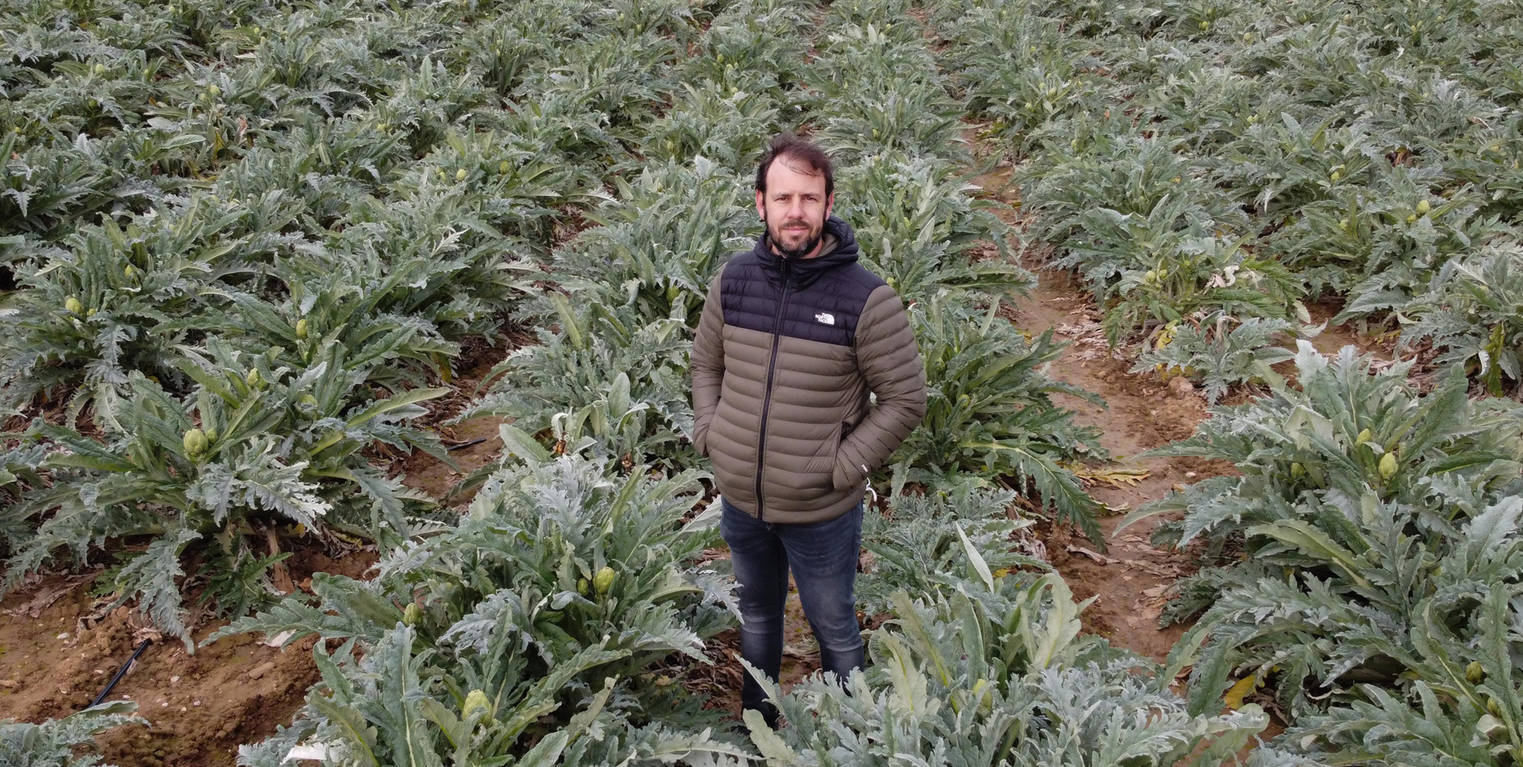 Jaime Castel-Ruiz, responsable de Frutas y Verduras Castel-Ruiz, posa en medio de un gran campo de alcahofas.
