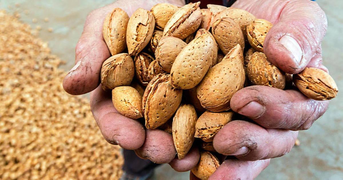 Nuevos usos convierten a la almendra en un cultivo en alza en Navarra