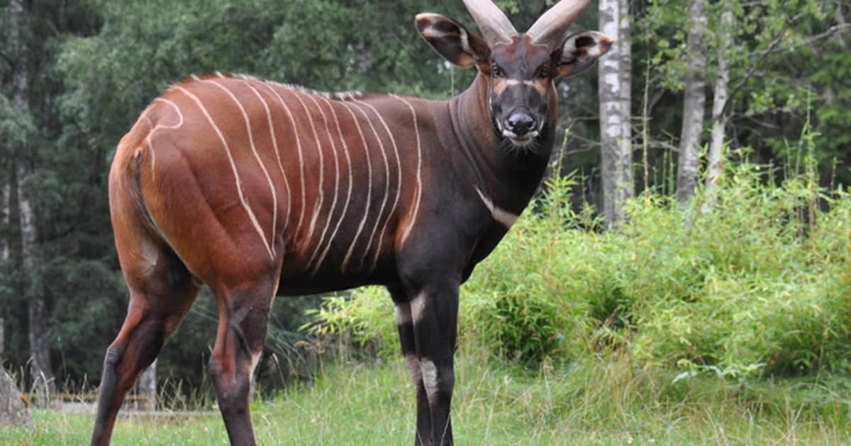 Animales Nace Un Bongo Oriental En Bioparc Valencia Un Antilope En Peligro De Extincion Noticias De Medio Ambiente En Diario De Navarra