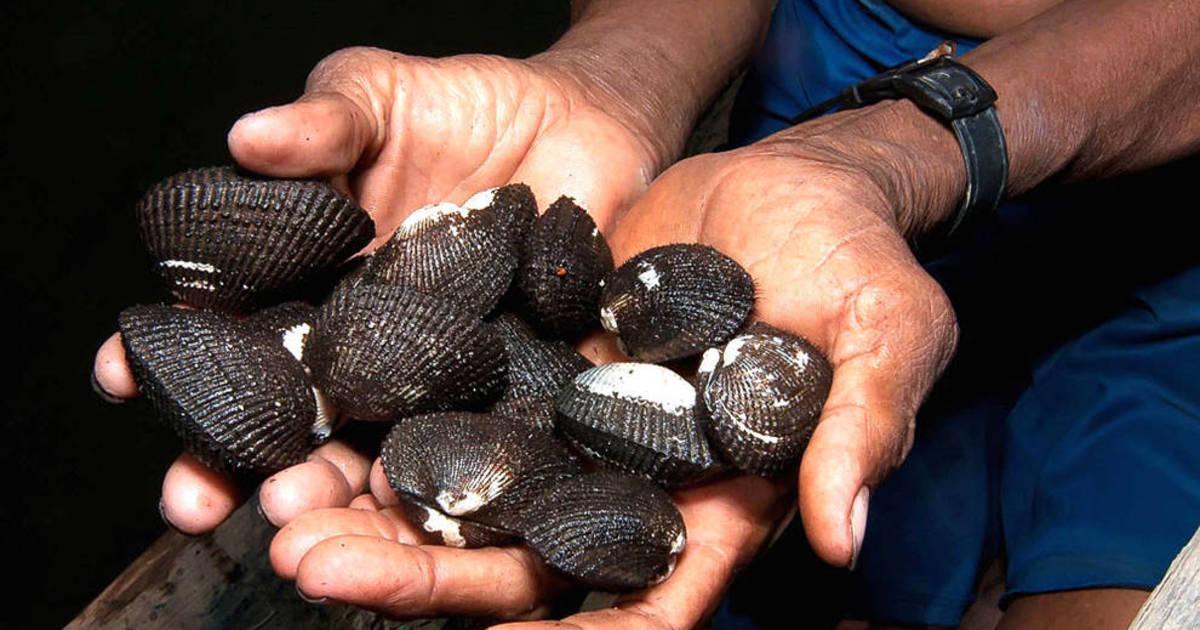 Conchas negras y cangrejos, delicias del fango para la cocina peruana