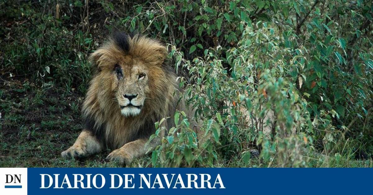 Muere 'Scarface', el léon más famoso de Kenia - Vimarsana News